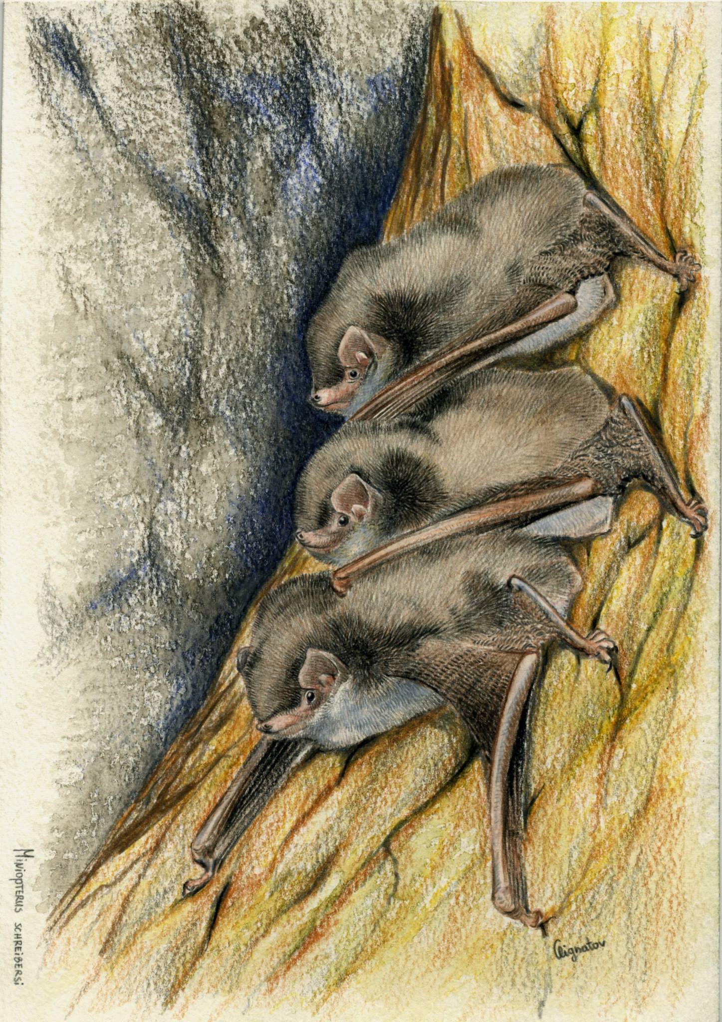 1491287_587449077991900_1558613582_o Miniopterus schreibersi, Watercolor pencil